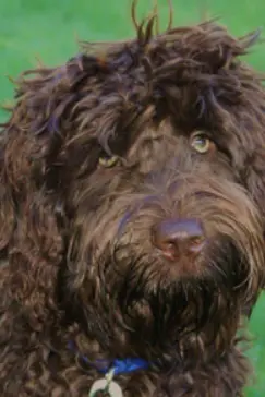 Ladd Hill's Bud (retired) - Australian Labradoodle