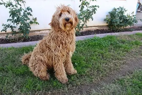 PupBridge's Abby