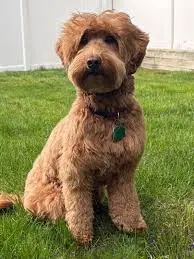 PupBridge's Josie